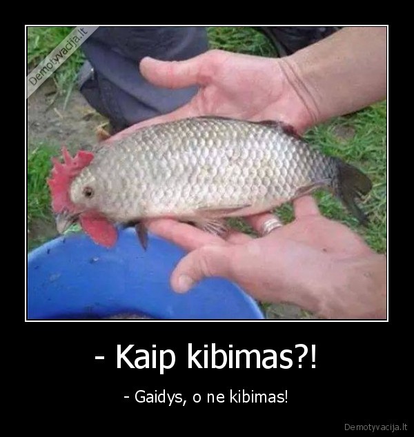 gaidiskas, kibimas,gaidzuve