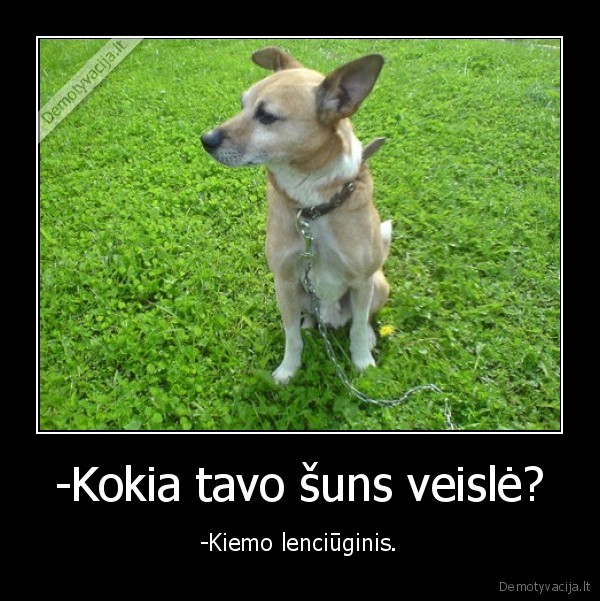 -Kokia tavo šuns veislė?