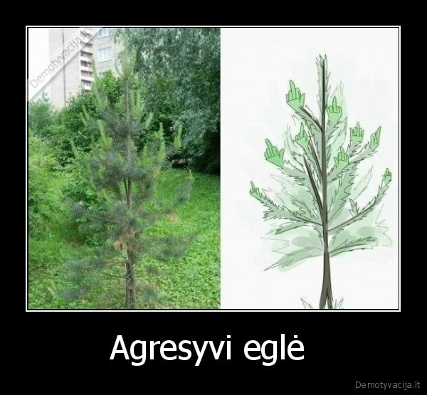 Agresyvi eglė 