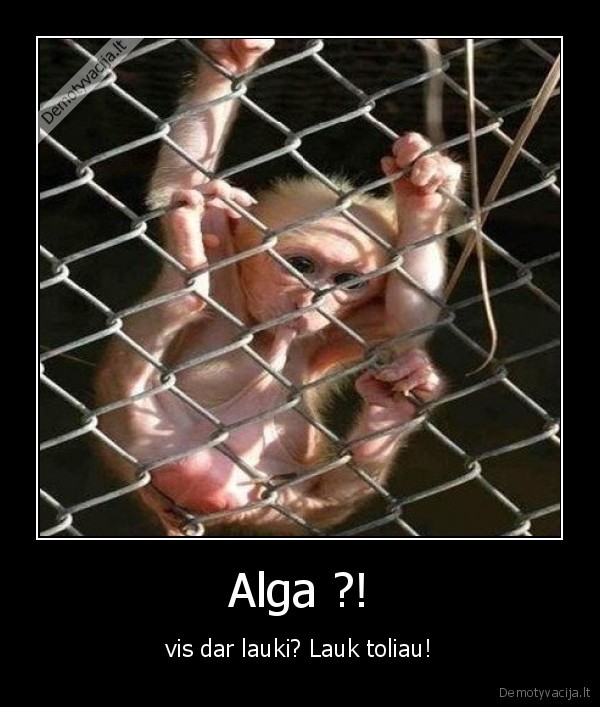 Alga ?!