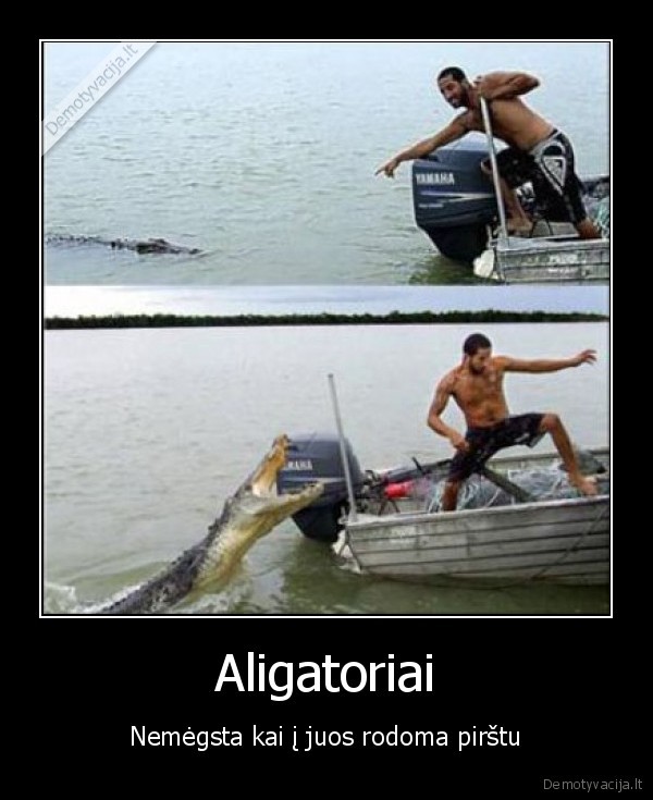 aligatoriai