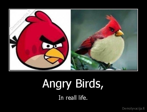 angry, birds