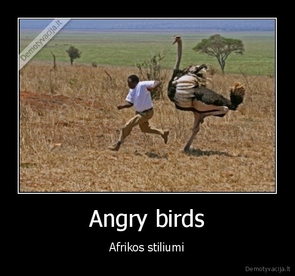 angry, birds, afrika