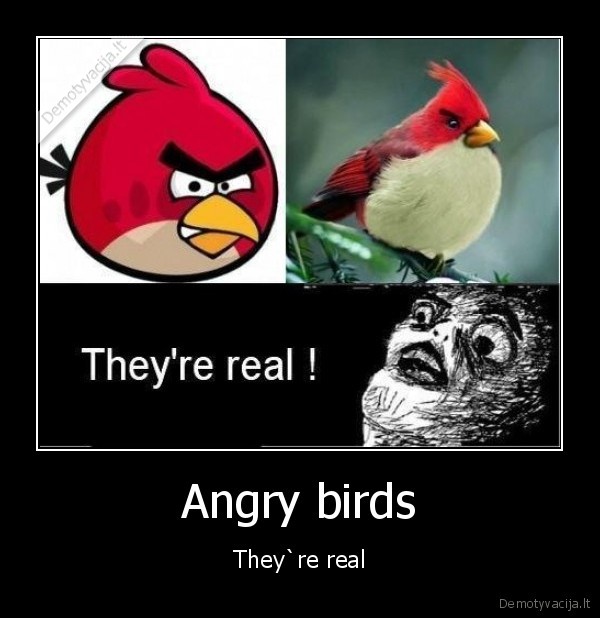 Angry birds