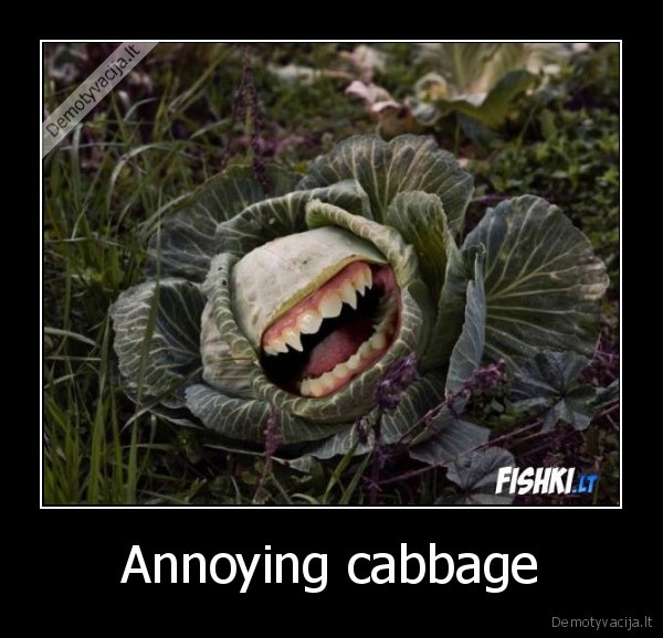 Annoying cabbage