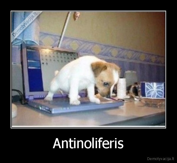 Antinoliferis