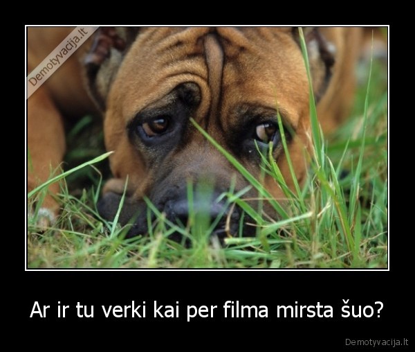 Ar ir tu verki kai per filma mirsta šuo?