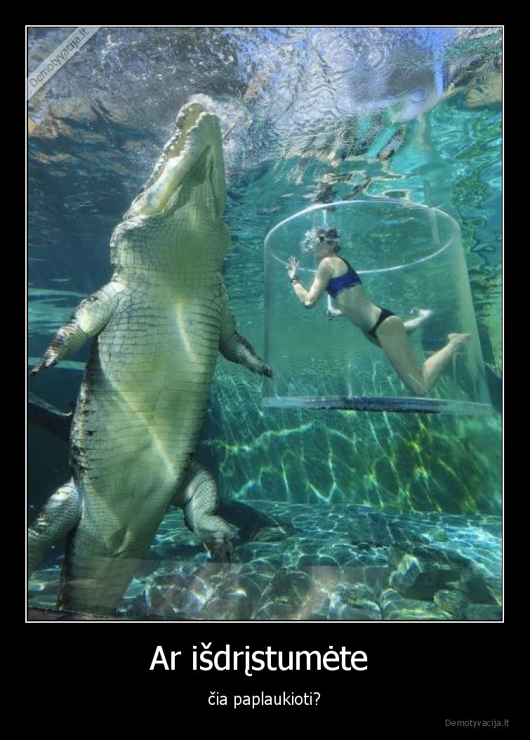 krokodilas,ekstremalu,pasiplaukiojimas,aligatorius,vandenyje,drasa