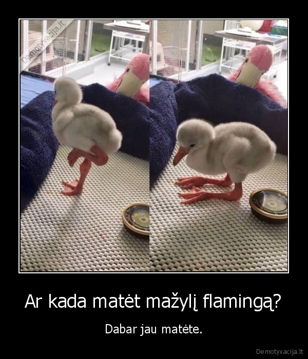 flamingas,paukstis,mazylis