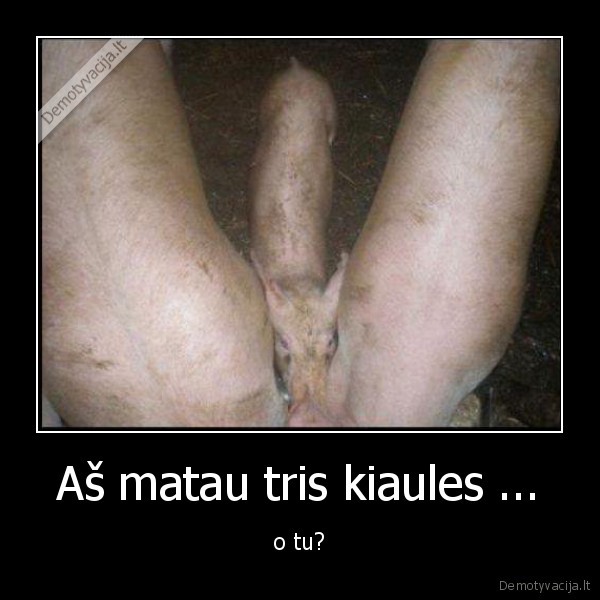 trys, kiaules,xdd