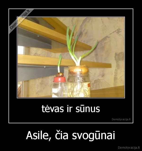 Asile, čia svogūnai