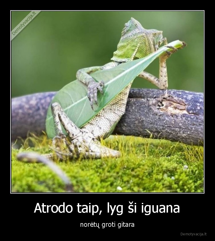 gitara,iguana,gyvunai,idomybes,akiu, apgaules