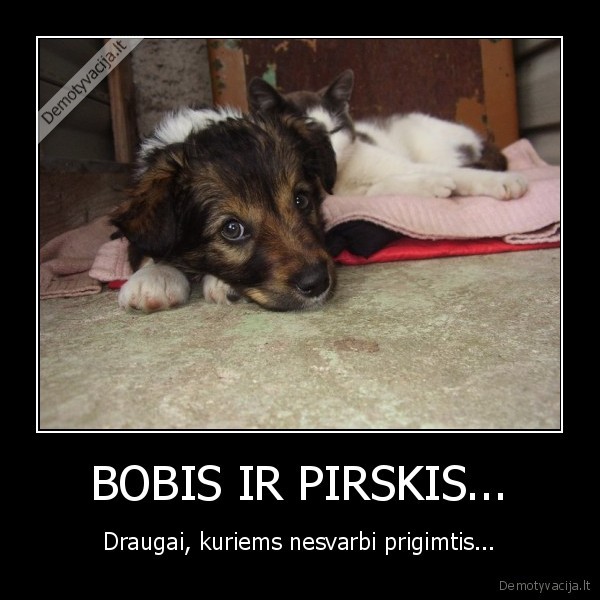 BOBIS IR PIRSKIS...