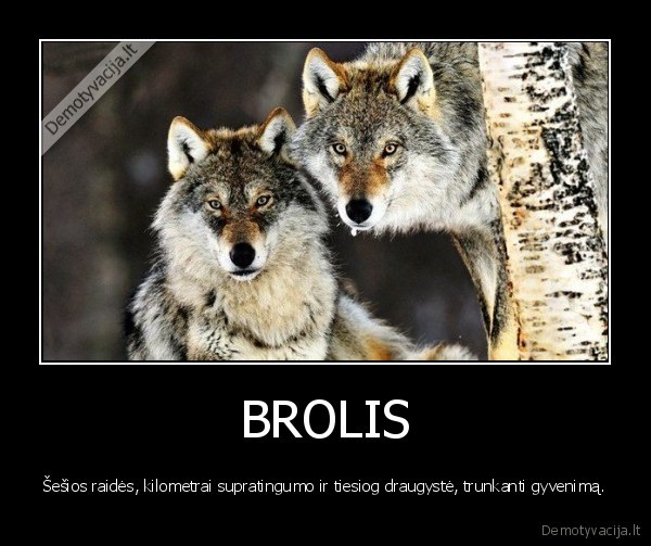 BROLIS