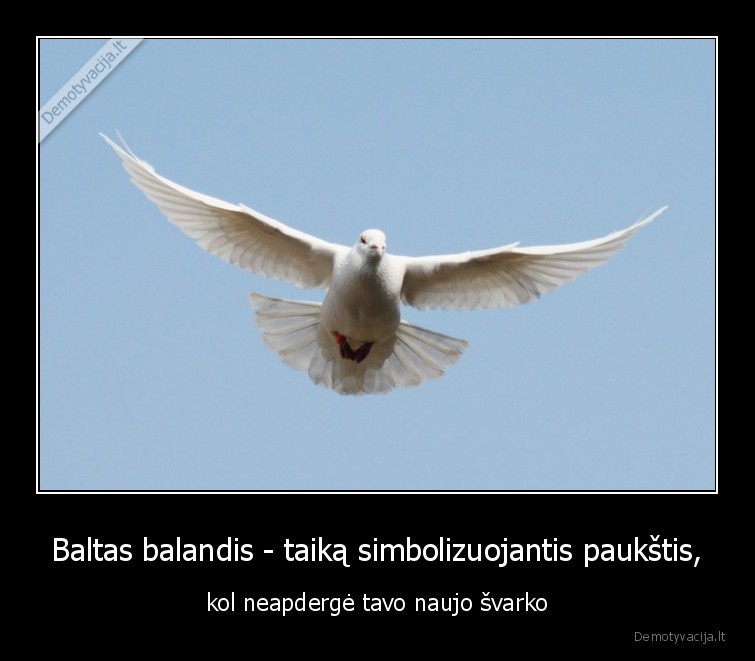 balandis,taika