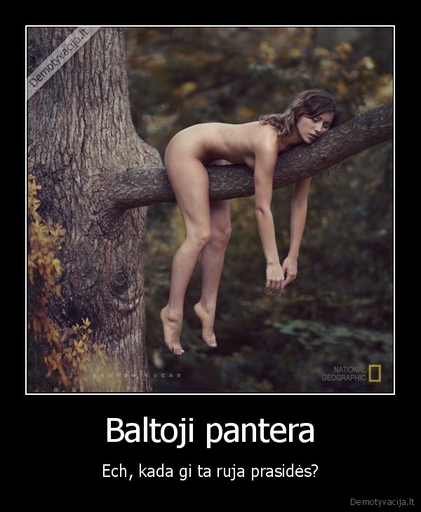 Baltoji pantera