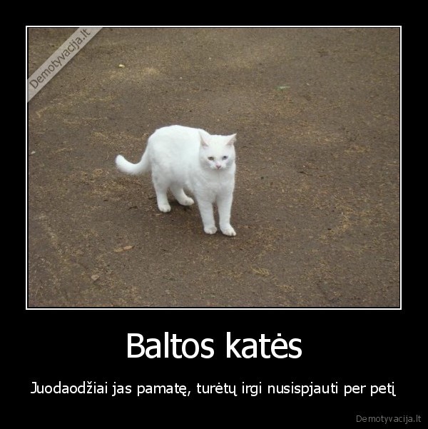 Baltos katės