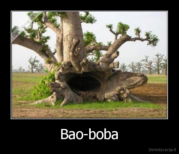 Bao-boba