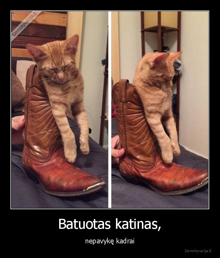 batuotas,katinas,kate,batas