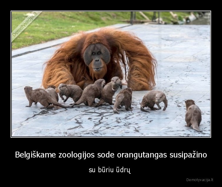 orangutangas,udros,zoologijos, sodas