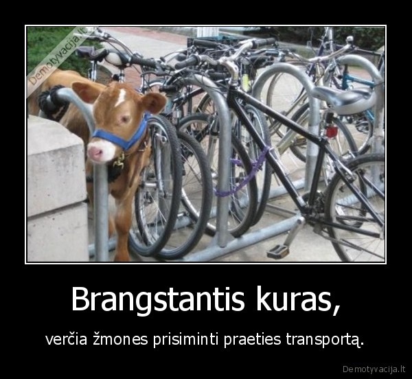 Brangstantis kuras,