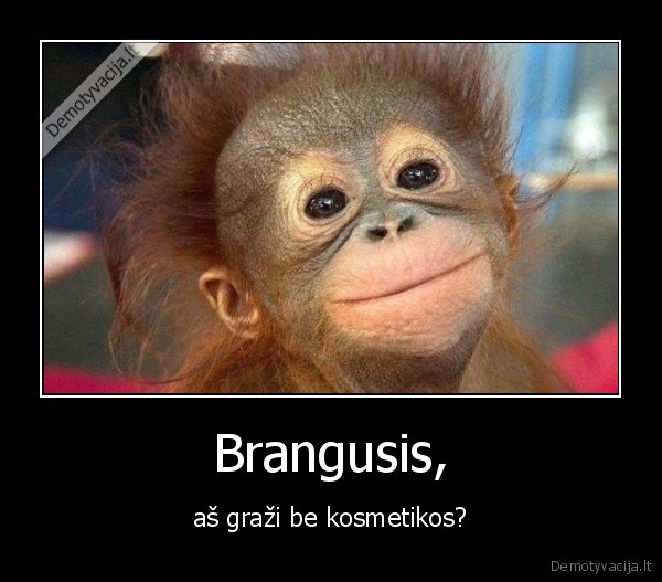 Brangusis,