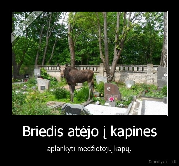 briedis,kapai,medziotojai,ragai