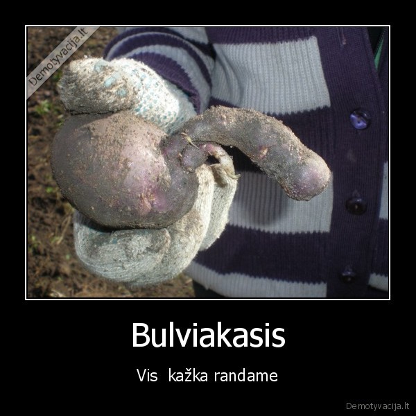 Bulviakasis