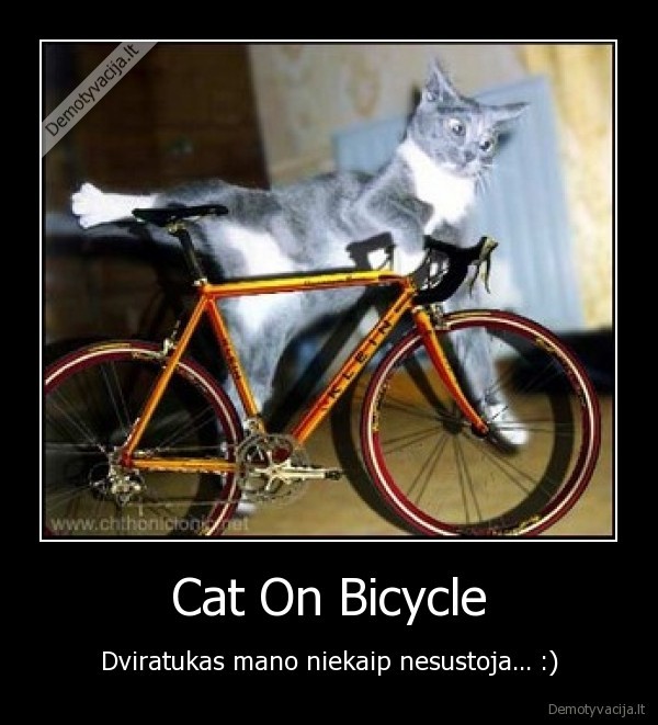 Cat On Bicycle