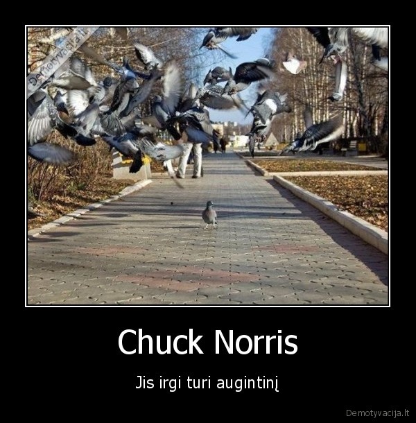 chuck,norris,paukstis,pagarba