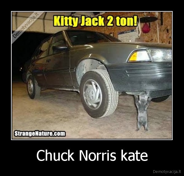 Chuck Norris kate