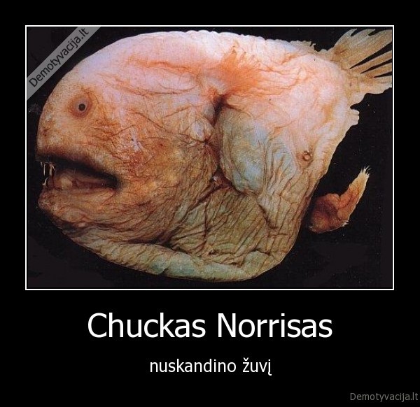 chuckas, norrisas, nuskandino, zuvi, zuvis, nenuskandinama