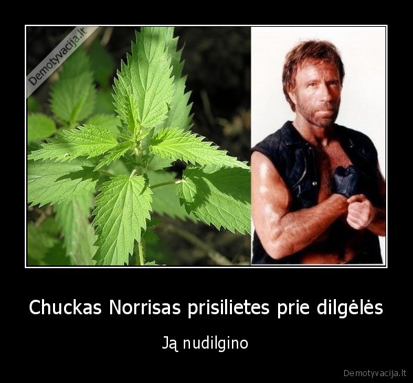 Chuckas Norrisas prisilietes prie dilgėlės