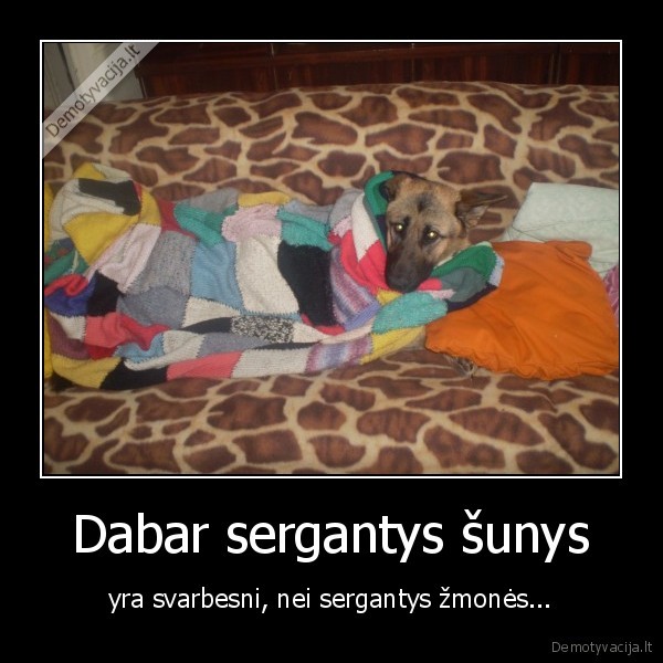 Dabar sergantys šunys