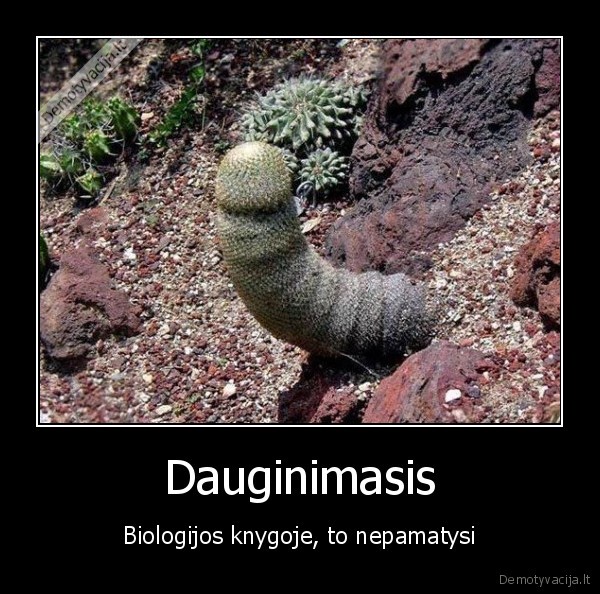 Dauginimasis