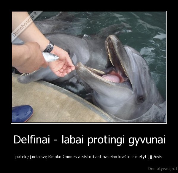 Delfinai - labai protingi gyvunai