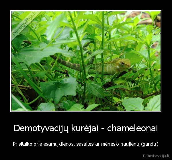 chameleonas,ha_ha_na