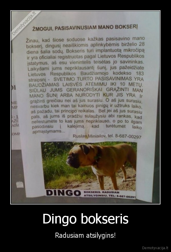 Dingo bokseris