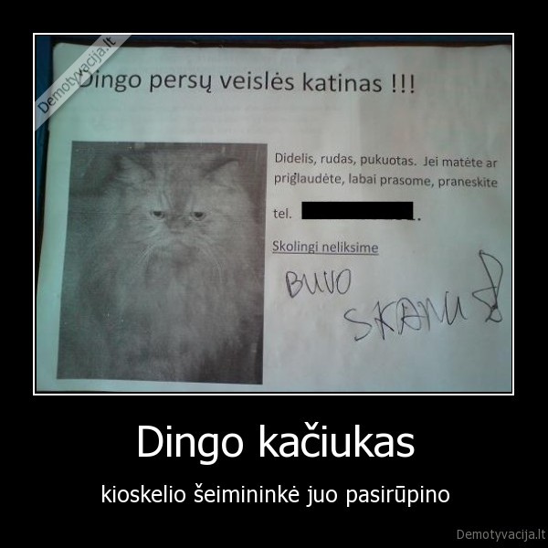 Dingo kačiukas