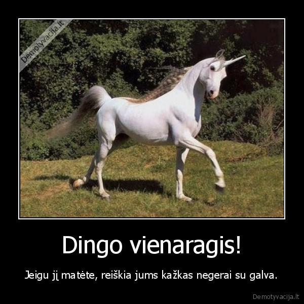 Dingo vienaragis!