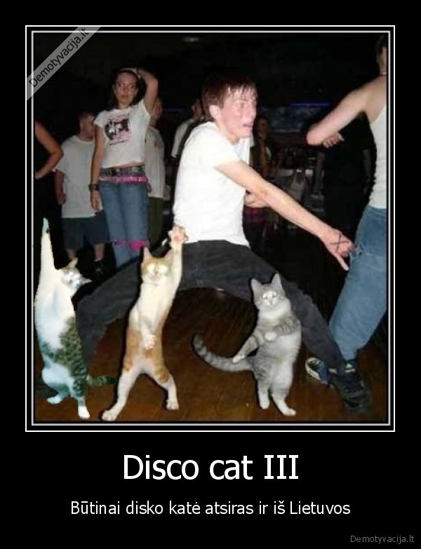 disco, cat, disko, kate