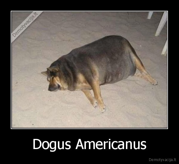 Dogus Americanus