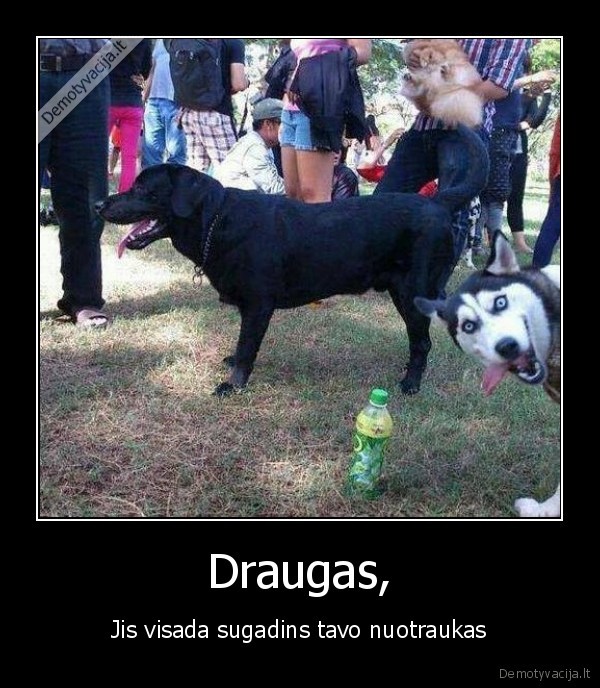 Draugas,