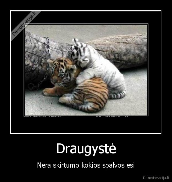 cute, tigras, draugyste