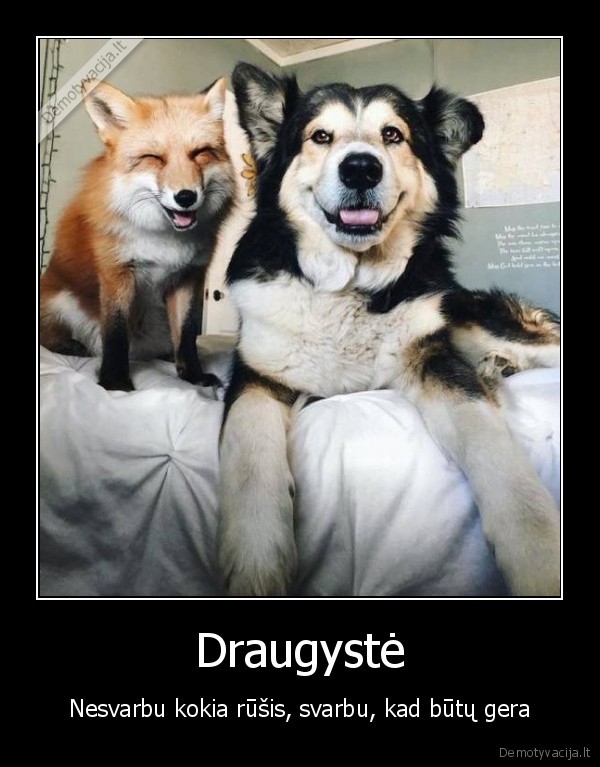 Draugystė