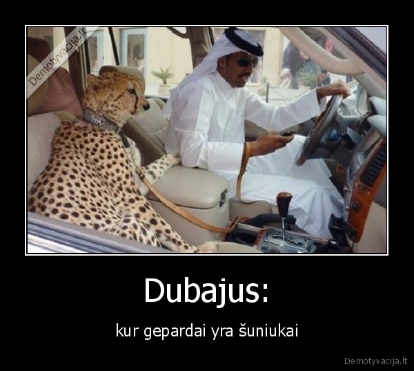 dubajus,gepardas,suo