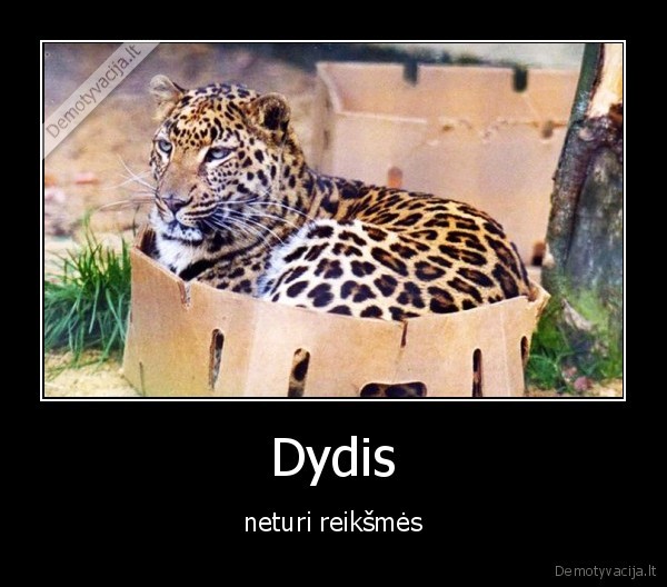 Dydis