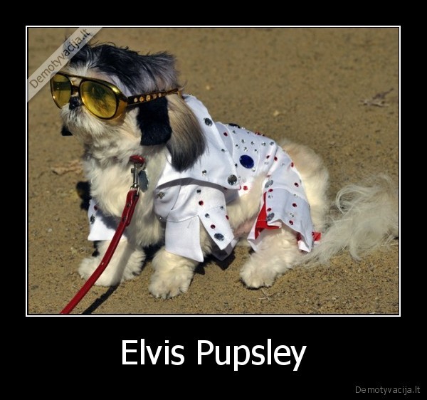 Elvis Pupsley