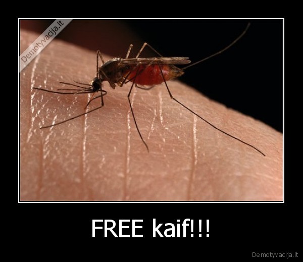 FREE kaif!!!