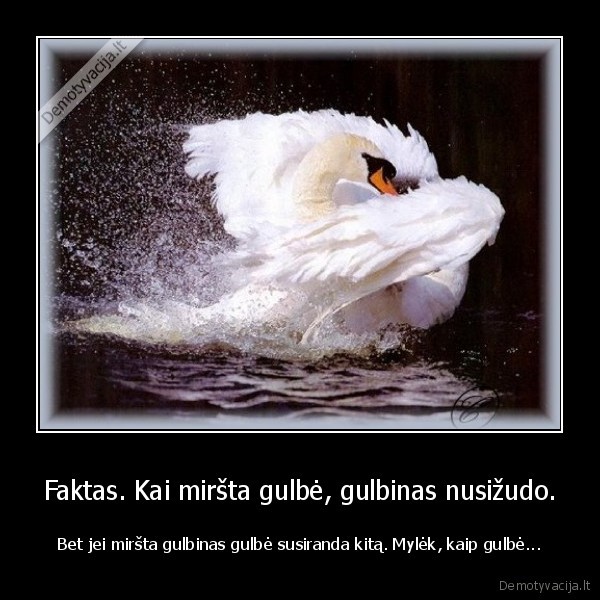 Faktas. Kai miršta gulbė, gulbinas nusižudo.